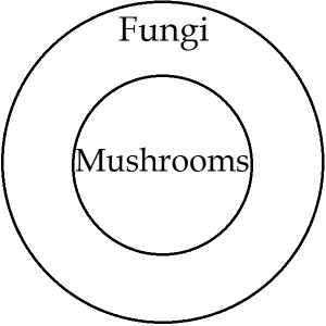 FungiMushrooms